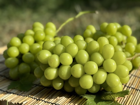 山梨県産ぶどう【シャインマスカット】2kg〜2.4kg前後(3〜5房) 種なし『常温便』