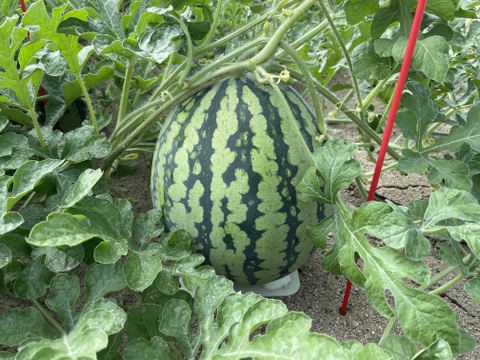 農薬・化学肥料栽培中不使用！羅王ザスウィート