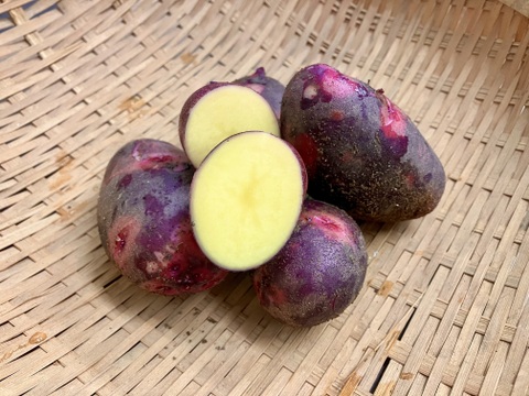 めちゃくちゃ美味しいじゃがいも！デストロイヤー（グランドペチカ）1.2キロ