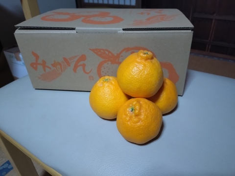 不知火(小玉)箱込み約3kg