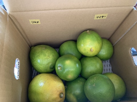 大好評！奄美大島産の島れもん(1.5kg)✿芳醇な香りと爽やかな味✿リピート急増中の農薬不使用栽培の国産レモンです