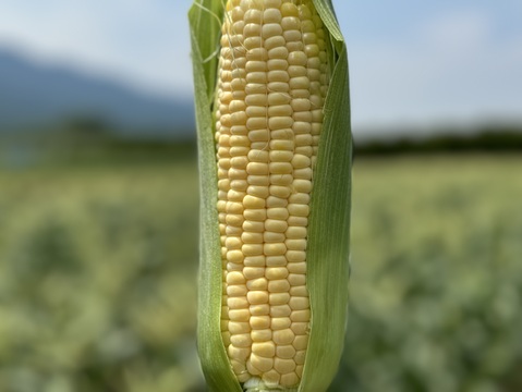 【訳あり】早朝採り！当日発送！新鮮甘々ゴールドラッシュ 10本