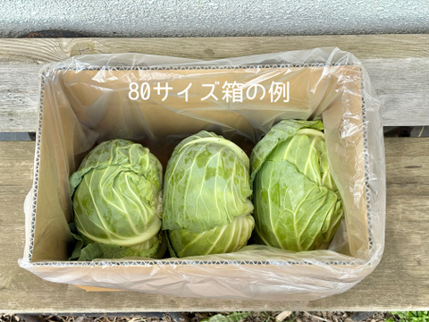 6個入｜信州塩尻｜サラダで美味しい高原キャベツ