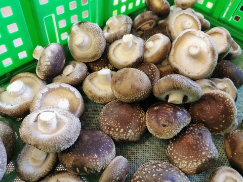 いわゆる規格外品です 開き 奇形 小さい 色合悪い等 栃木県産のきのこ 食べチョク 産地直送 産直 お取り寄せ通販 農家 漁師から旬の食材を直送