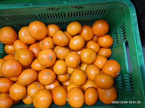 希少☆柑橘☆みはや☆規格外☆3.5キロ