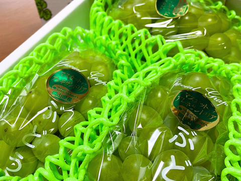 忘れられない美味しさと香り　岡山県からお届け　マスカットオブアレキサンドリア　1.5キロ以上