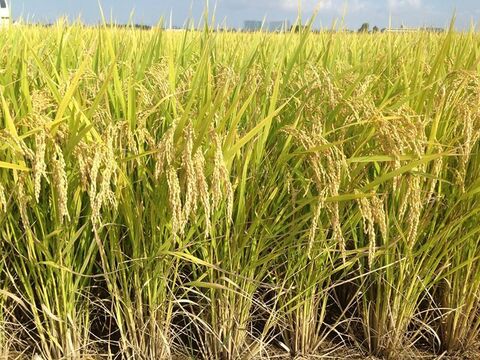 新潟県ブランド米新之助　令和6年産精米5キロ