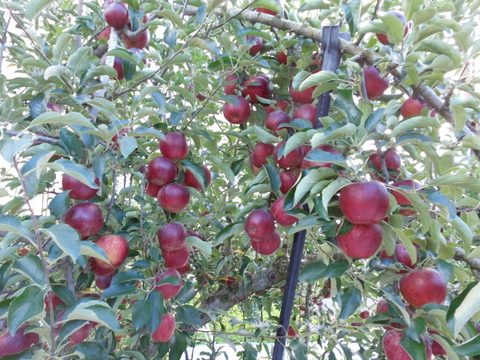 まるせい果樹園の秋映　　3kg自家用　贈答用　(6～15玉入り)　玉数指定不可　ｒｂ3