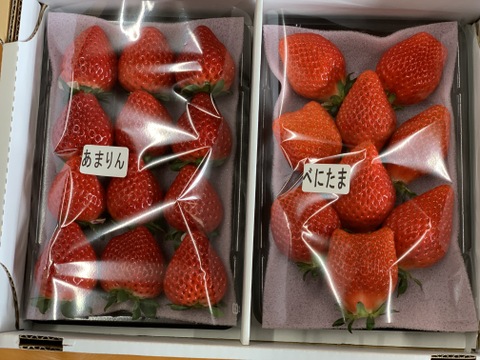【あまりん・べにたま】食べ比べ２パック(500g)🍓