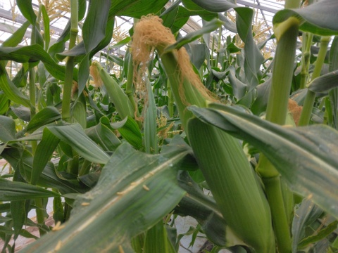 ☆2025シーズン終了☆朝採れ！ハウス栽培トウモロコシ『ゴールドラッシュ』Lサイズ5～6本🌽