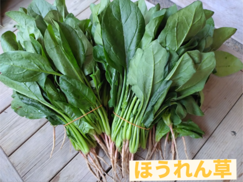 野菜嫌いでも食べられる【ほうれん草＆小松菜（各1kg）】《漢方栽培