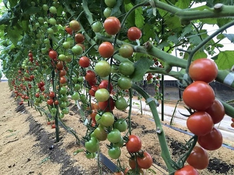 自家農園産レインボーミニトマトの詰め合わせセット