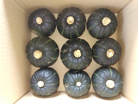 【数量限定】坊ちゃんかぼちゃ ”三浦半島産” ホクホク甘い！（6〜12個、約3kg）