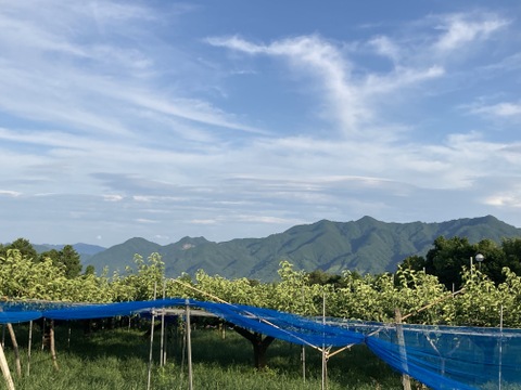 糖度13度以上！完熟の『豊水梨』約3kg（6-8個）