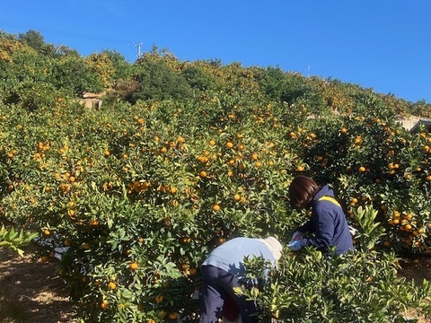 濃熟！三ヶ日ひづるみかん（早生小玉セレクト）4㎏
