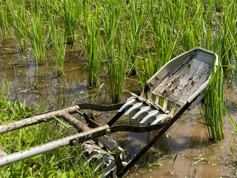 【令和7年産・新米】栽培期間中農薬不使用【亀の尾】白米・4kg　あっさりとした上品な味わい　こぴっと米