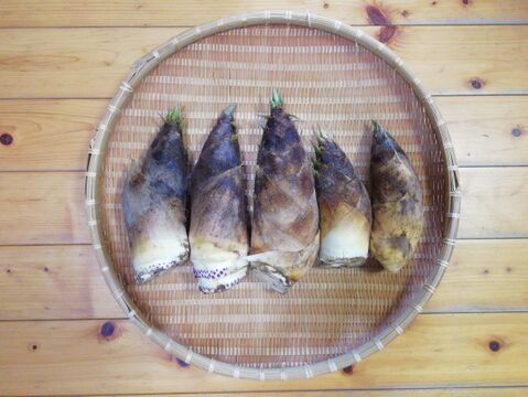 おうちで作れるタケノコの水煮体験セット(作り方説明書、タケノコ(３㎏以上)５～９本、あく抜き用米糠(こめぬか)・トウガラシも農薬・化学肥料不使用)【熨斗(のし)対応可】