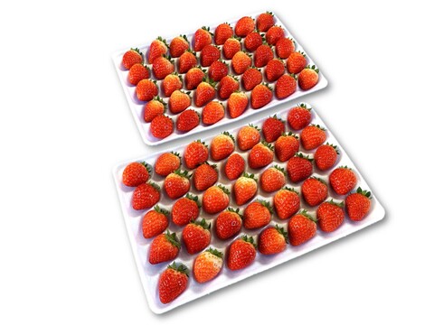 生食できる夏イチゴ 6月～11月発送 秋田県産 なつあかり 夏のしずく ご自宅用 ケーキやスイーツに 小粒サイズ  4トレー 1000g
