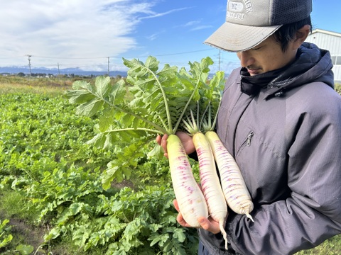 【緻密な肉質】会津赤筋大根 自然栽培 3本〜4本セット