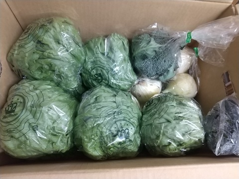 淡路島レタス、6玉