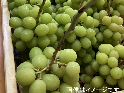 山梨産 シャインマスカット約1.1kg~1.2kg　【訳あり】美味しい食べ方や保存の仕方を同封します！　通常便