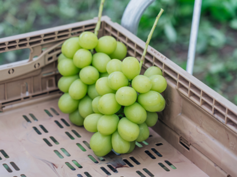 パリッとジューシー！香り弾ける！『シャインマスカット』（２房/合計約１.２kg）【贈答・ご褒美】