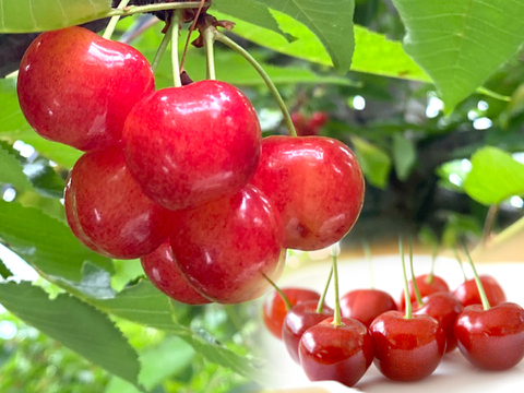 【2026年予約早割】高級品種『紅秀峰』甘くて大きなさくらんぼ🍒ジューシーで食べ応えあるギフトにも人気❗️