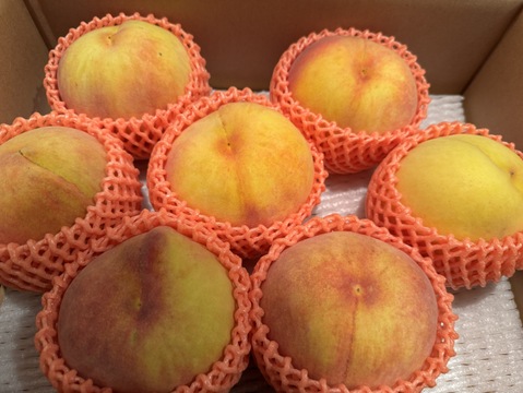 希少な桃！果汁たっぷり！ゴールデンピーチ 信州産 3kg（7～11個）