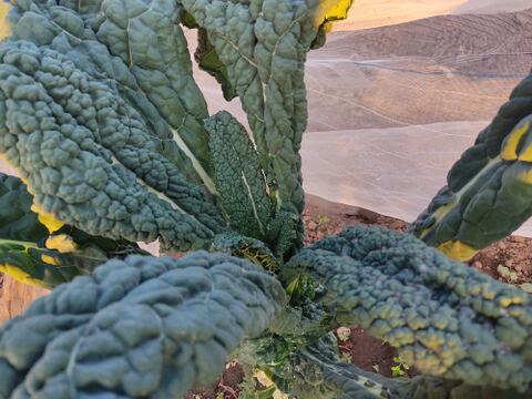 ✨農薬・化成肥料不使用の珍しい野菜カーボロネロ200g+小松菜500g✨
