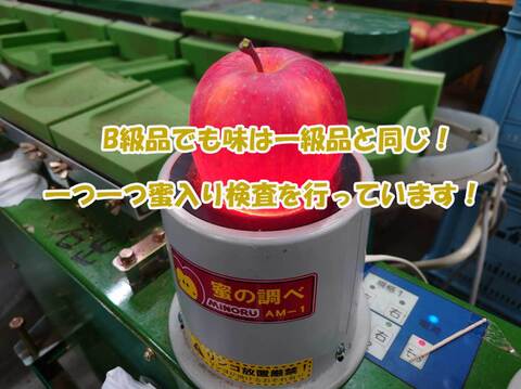 【今だけお買い得！訳あり★50%OFF★】家庭用葉とらずふじりんご5㎏【長野県産】