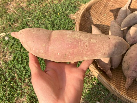 自然栽培さつまいも【紅はるか】3kg | えびのファーム