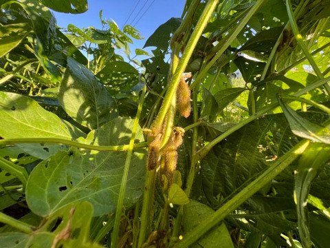 【自然栽培】農薬・肥料不使用の山田錦からできた　お味噌 500g