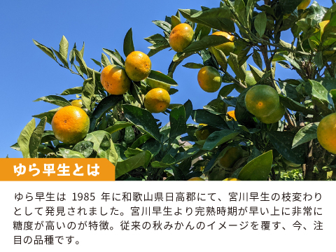 ゆら早生（みかん）5kg家庭用｜和歌山生まれの極早生みかんの最高傑作