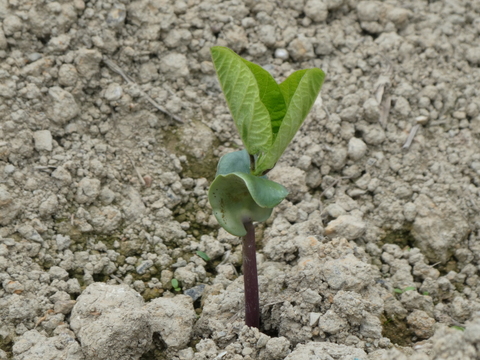 【終盤】能勢産●丹波黒枝豆500g●さやのみ