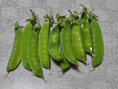 ✨今だけの春の味！高菜の花芽約300g＆絹さやエンドウ約80gセット｜旬のほろ苦さと甘み｜農薬・化成肥料不使用✨