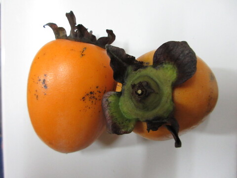 ☆自然栽培 愛宕柿 あたご柿 干し柿用 3キロ 2390円