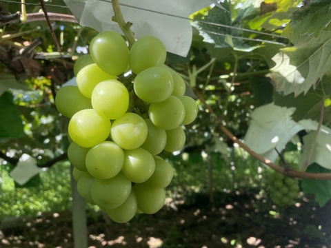 糖度抜群！1房の粒数にもこだわった シャインマスカット(1㎏約2房)