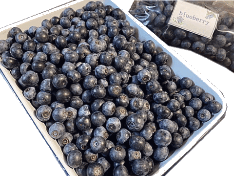 ご家庭用　ブルーベリー　１ｋｇ　冷凍　農薬不使用　加工用　ジャム　シャーベット　スムージーに