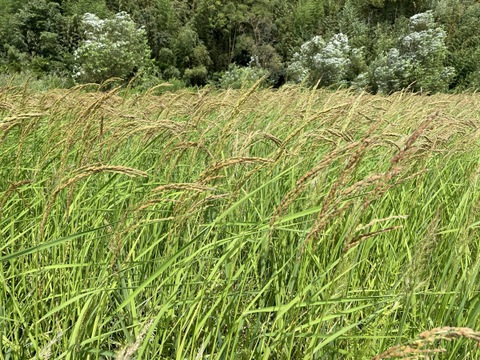 〈メール便〉香り米【無肥料・栽培期間中農薬不使用 自然栽培 天日干し】