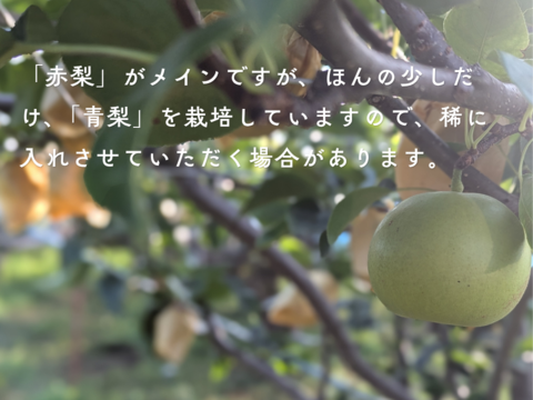 【静岡県産】志太梨（ご自宅用5kg前後）