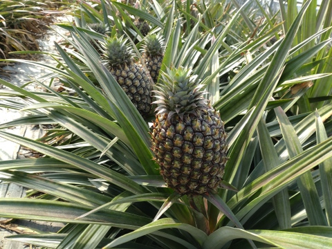 【極甘】ゴールドバレル２玉(2~2.5キロ)