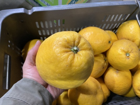 【おおだま】さわやかな酸味と甘み！暑い季節は宇和ゴールド（河内晩柑）（８ｋｇ）想像よりもデカいです。
