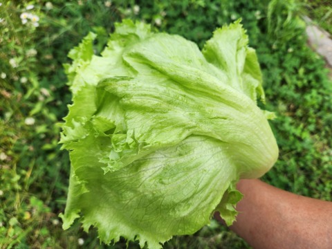 信州春野菜セット【15品目】