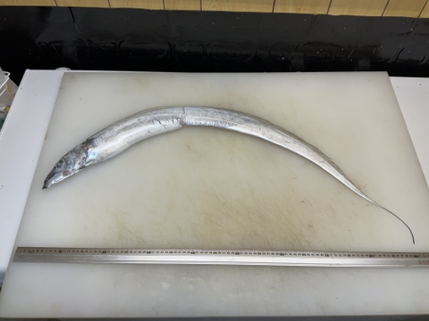 【ビッグサイズ】太刀魚/タチウオ/特大/800～900g/今の時期安いです【生】