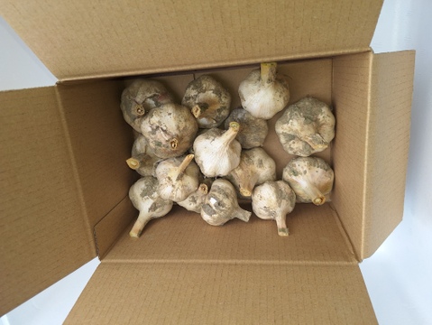 愛媛県産ニンニク嘉定種1kg