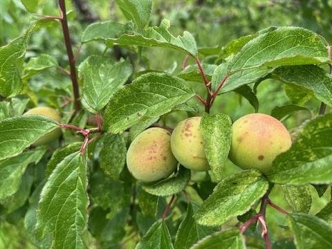 【値下げしました！収穫した梅たちを助けてください！】農薬、肥料不使用・自然栽培の青梅・黄梅混合（大小、品種混合。斑点あり）梅シロップ、梅酒、梅干しに！2kg