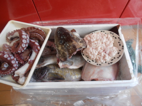 松コース【知床羅臼直送】 船頭にお任せ！鮮魚ボックス（詰め合わせ）海鮮セット