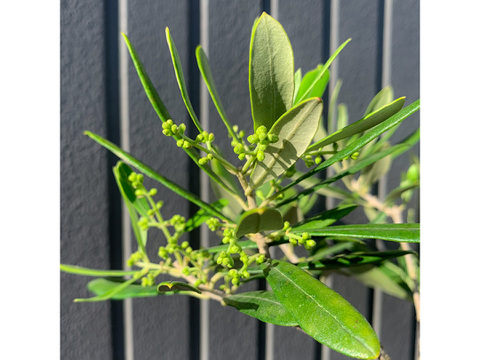 オリーブ 鉢植え 「ハーディーズマンモス」 シンボルツリー 観葉植物 オリーブの木