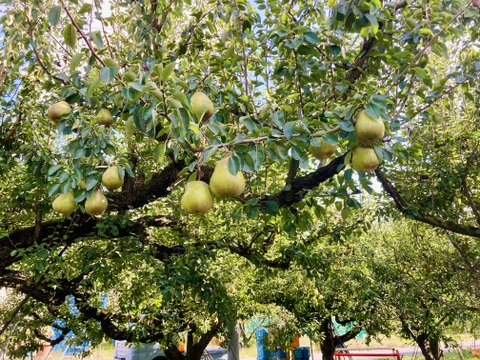 🍐濃厚ジューシー！山形県産ラフランス【約2kg・6玉入り(3Lサイズ)】