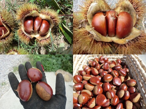 【甘い栗食べ比べ 銀寄栗と筑波栗】 甘みを上げた氷温貯蔵 自然栽培栗